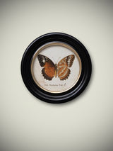 Lámina Decorativa 'Mariposa Ceth. Nicobarica Feld.'