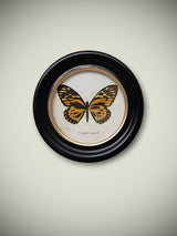 Lámina Decorativa 'Mariposa P. Zagreus Doubl.'