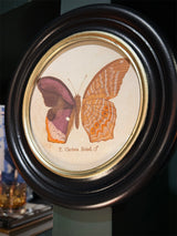 Lámina Decorativa 'Mariposa T. Clarissa Boisd.'