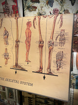 Papel Poster & Wrap 'Skeleton' - Cavallini & Co