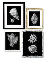 Láminas Decorativas 'Caracolas Naturales Sobre Negro'