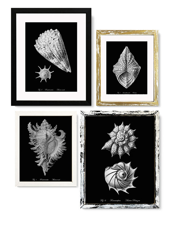 Láminas Decorativas 'Caracolas Naturales Sobre Negro'