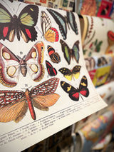 Papel Poster & Wrap 'Butterflies' - Cavallini & Co
