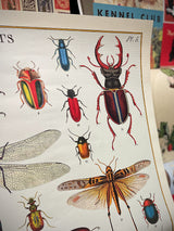 Papel Poster & Wrap 'Bugs & Insects' - Cavallini & Co