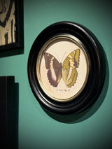 Lámina Decorativa 'Mariposa E. Duda Stgr.'