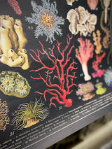 Papel Poster & Wrap 'Ocean Flora' - Cavallini & Co