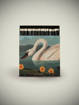 Caja de Cerillas 'The Common American Swan' - 125 piezas