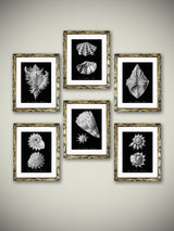 Láminas Decorativas 'Caracolas Naturales Sobre Negro'