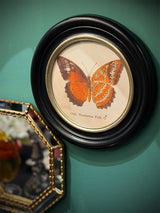 Lámina Decorativa 'Mariposa Ceth. Nicobarica Feld.'