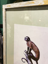 comprar-cuadros-con-monos-y-chimpances