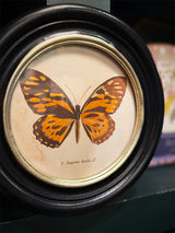 Lámina Decorativa 'Mariposa P. Zagreus Doubl.'