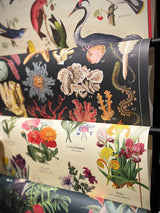 Papel Poster & Wrap 'Ocean Flora' - Cavallini & Co