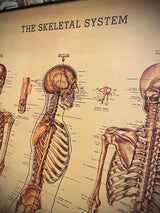 Papel Poster & Wrap 'Skeleton' - Cavallini & Co