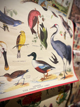 Papel Poster & Wrap 'British Birds' - Cavallini & Co