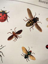 Paper Poster & Wrap 'Natural History Insects' - Cavallini & Co