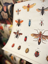 Paper Poster & Wrap 'Natural History Insects' - Cavallini & Co
