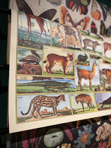 Paper Poster & Wrap 'Animal World' - Cavallini & Co