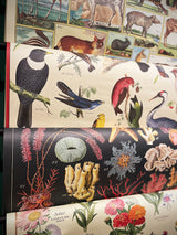 Papel Poster & Wrap 'British Birds' - Cavallini & Co