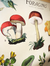 Papel Poster & Wrap 'Foraging' - Cavallini & Co