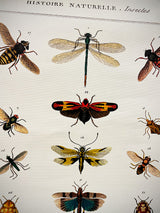 Paper Poster & Wrap 'Natural History Insects' - Cavallini & Co