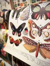 Papel Poster & Wrap 'Butterflies' - Cavallini & Co