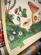 Papel Poster & Wrap 'Foraging' - Cavallini & Co