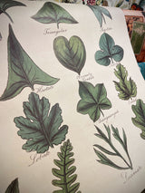 Papel Poster & Wrap 'Botany Leaves' - Cavallini & Co