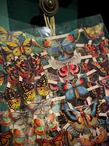 Hoja Cromos Alemanes 'Mariposas III'