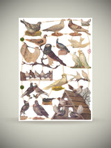 Hoja Cromos Alemanes 'Palomas'