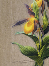 Láminas Decorativas 'Botánica'