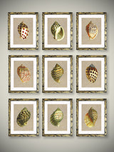 Láminas Decorativas de Arte 'Caracolas Naturales'