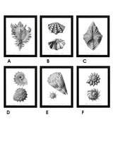 Láminas Decorativas 'Caracolas Naturales Sobre Blanco'