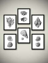 Láminas Decorativas 'Caracolas Naturales Sobre Blanco'