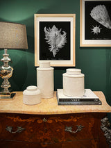 Láminas Decorativas 'Caracolas Naturales Sobre Negro'