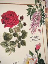 Papel Poster & Wrap 'Language of Flowers' - Cavallini & Co