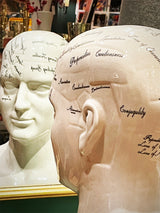 detalle-cabeza-de-frenologia-grande-antiguo