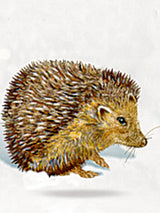 detalle-erizo-calendario-de-adviento-casa-magica-de-coppenrath