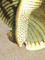 Láminas Decorativas de Arte 'Caracolas Naturales'