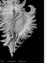 Láminas Decorativas 'Caracolas Naturales Sobre Negro'