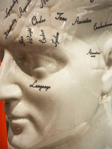 detalle-replica-busto-de-frenologia-grande-antiguo