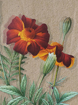 Láminas Decorativas 'Botánica'