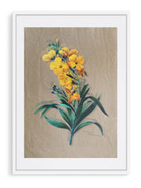 Láminas Decorativas 'Botánica'