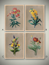 Láminas Decorativas 'Botánica'