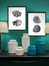 Láminas Decorativas 'Caracolas Naturales Sobre Blanco'