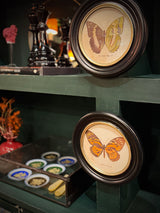 Lámina Decorativa 'Mariposa E. Duda Stgr.'