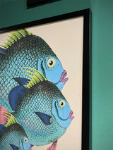 Láminas Enmarcadas 'Peces’ - 40X50