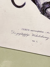 lamina-decorativa-especie-de-mono-con-marco-antiguo