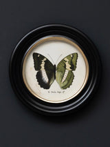 Lámina Decorativa 'Mariposa E. Duda Stgr.'