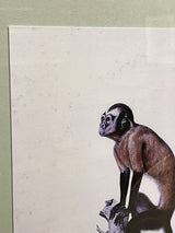 lamina-mono-cebus-macrocephalus