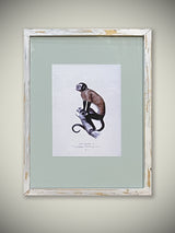 lamina-vintage-especie-mono-enmarcada-con-marco-recuperado-decapado